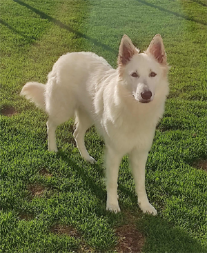 timy